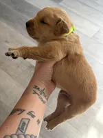 Green collar , a male Golden Retriever for sale in Glen Saint Mary, FL – Photo 2 of 2