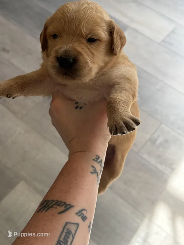 Green collar  – Golden Retriever puppy for sale in Glen Saint Mary, FL