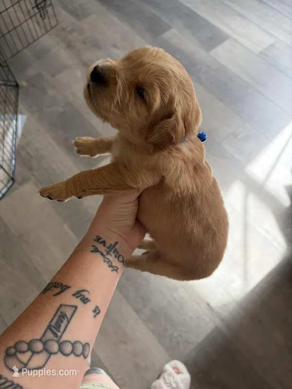 Blue collar  – Golden Retriever puppy for sale in Glen Saint Mary, FL