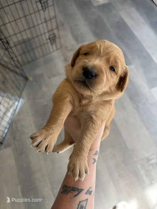 Purple Collar  – Golden Retriever puppy for sale in Glen Saint Mary, FL