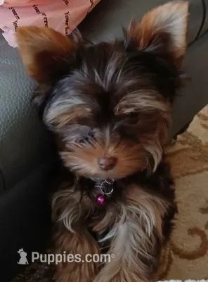 AKC tiny Chocolate, a female Yorkshire Terrier for sale in Indianapolis, IN – Photo 4 of 4