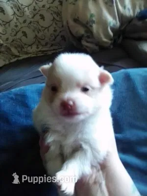 Female Pom – Pomeranian puppy for sale in Indianapolis, IN