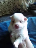 Female Pom, a female Pomeranian for sale in Indianapolis, IN – 1 of 5