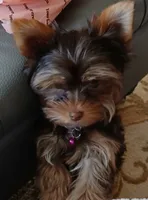 Willow, a  Yorkshire Terrier for sale in Indianapolis, IN – 4 of 5