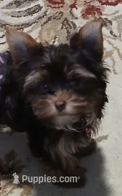 AKC full "Willow" – Yorkshire Terrier puppy for sale in Indianapolis, IN