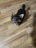 AKC tiny Chocolate, a female Yorkshire Terrier for sale in Indianapolis, IN – Photo 3 of 4