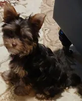 AKC  tiny  "Willow", a female Yorkshire Terrier for sale in Indianapolis, IN – Photo 3 of 3