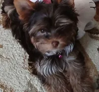 AKC  tiny  "Willow", a female Yorkshire Terrier for sale in Indianapolis, IN – Photo 2 of 3