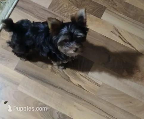 AKC  tiny  "Willow" – Yorkshire Terrier puppy for sale in Indianapolis, IN