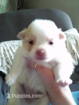 Tiny White Teddy Bear Pom – Pomeranian puppy for sale in Indianapolis, IN