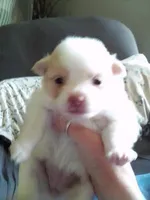 Female Pom, a female Pomeranian for sale in Indianapolis, IN – 3 of 5