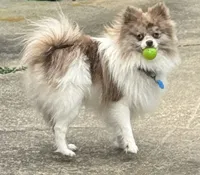 Tiny White Teddy Bear Pom, a male Pomeranian for sale in Indianapolis, IN – 4 of 5