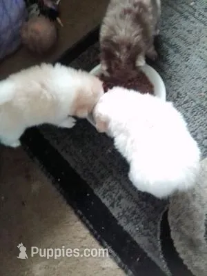 Female Pom – Pomeranian puppy for sale in Indianapolis, IN