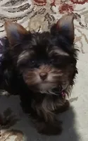 Willow, a  Yorkshire Terrier for sale in Indianapolis, IN – 3 of 5