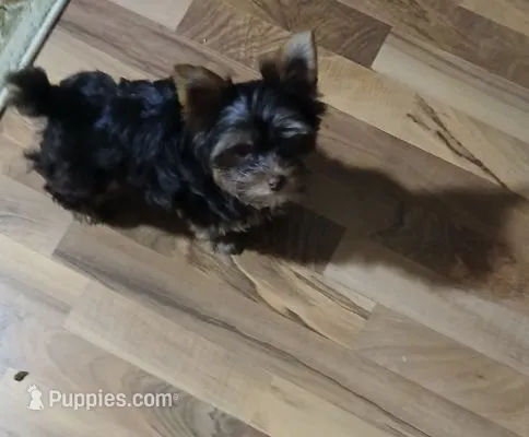 Willow – Yorkshire Terrier puppy for sale in Indianapolis, IN
