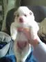 Female Pom, a female Pomeranian for sale in Indianapolis, IN – 2 of 5