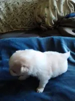 Tiny White Teddy Bear Pom, a male Pomeranian for sale in Indianapolis, IN – 2 of 5