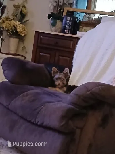 Willow – Yorkshire Terrier puppy for sale in Indianapolis, IN