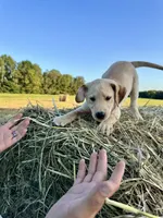 Yellow Female, a female Labrador Retriever for sale in Liberty, KY – 2 of 2