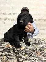 Black Lab, a male Labrador Retriever for sale in Liberty, KY – Photo 2 of 4