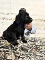 Black Lab, a male Labrador Retriever for sale in Liberty, KY – Photo 4 of 4