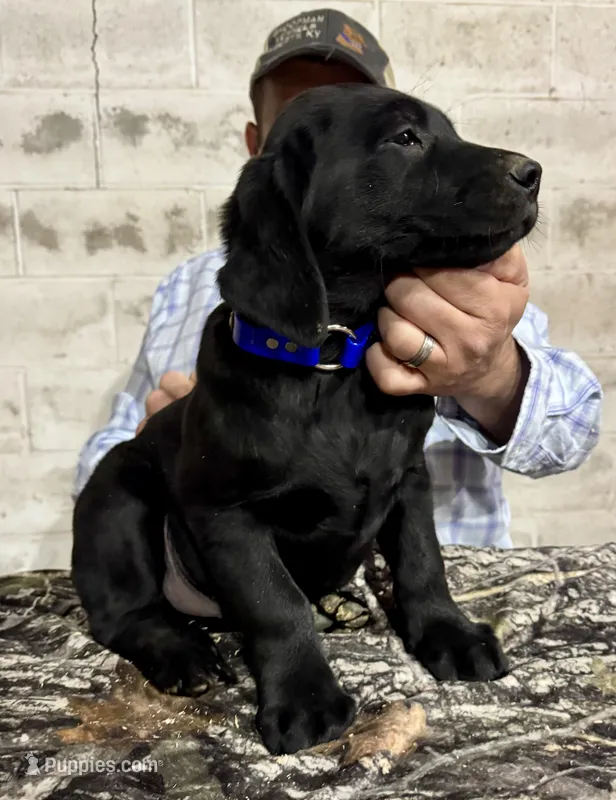 Black Lab