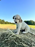 Yellow Male, a male Labrador Retriever for sale in Liberty, KY – 3 of 3