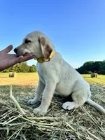 Yellow Male, a male Labrador Retriever for sale in Liberty, KY – 2 of 3