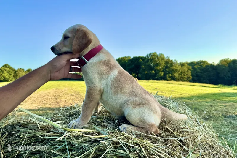 Yellow Female – Labrador Retriever puppy for sale in Liberty, KY