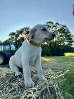 Yellow Male, a male Labrador Retriever for sale in Liberty, KY – 1 of 3