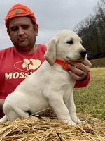 Yellow Boy, a male Labrador Retriever for sale in Liberty, KY – Photo 4 of 4