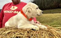 Yellow Boy, a male Labrador Retriever for sale in Liberty, KY – Photo 2 of 4