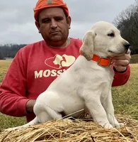 Yellow Boy, a male Labrador Retriever for sale in Liberty, KY – Photo 3 of 4