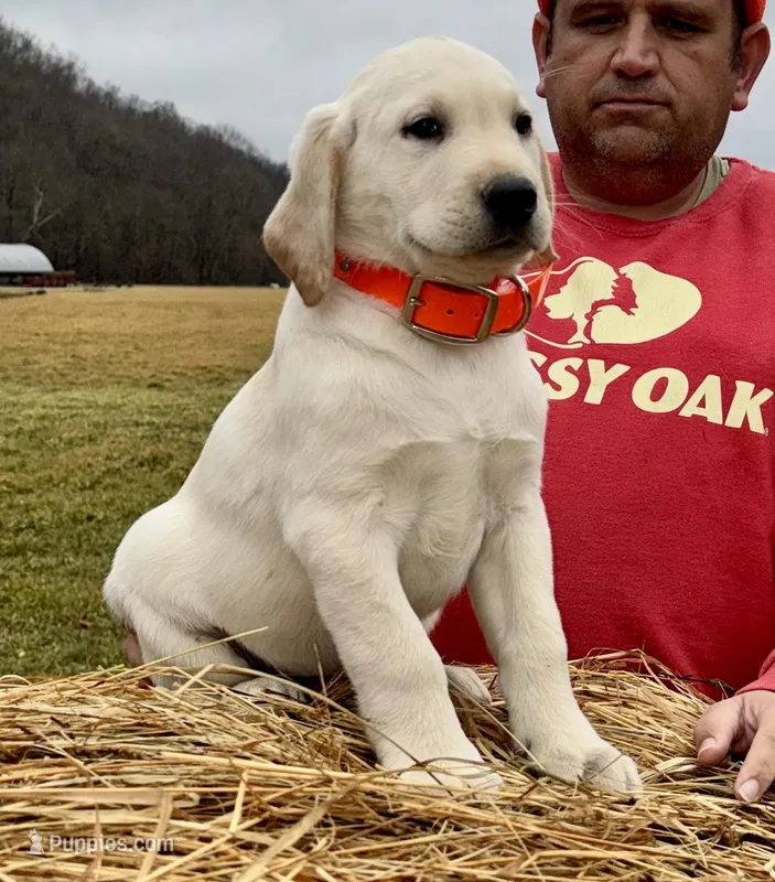 Yellow Boy, a male Labrador Retriever for sale in Liberty, KY – Photo 1 of 4