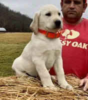 Yellow Boy, a male Labrador Retriever for sale in Liberty, KY – Photo 1 of 4