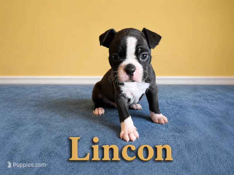 Lincon – Boston Terrier puppy for sale in Cobleskill, NY