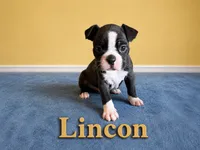 Lincon, a male Boston Terrier for sale in Cobleskill, NY – 1 of 3