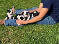 Birch, a male Boston Terrier for sale in Cobleskill, NY – 3 of 4