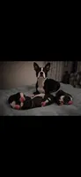 Dixie, a female Boston Terrier for sale in Cobleskill, NY – 4 of 4