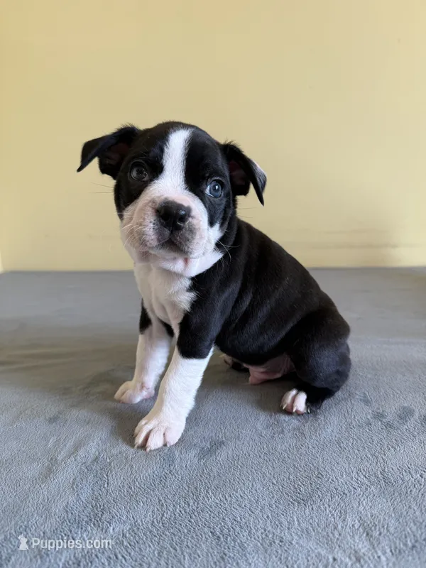 Birch, a male Boston Terrier for sale in Cobleskill, NY – 1 of 4