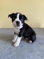Birch, a male Boston Terrier for sale in Cobleskill, NY – 1 of 4