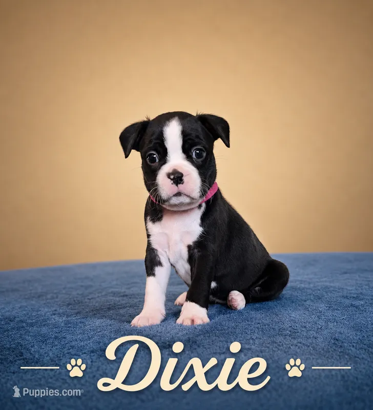 Dixie – Boston Terrier puppy for sale in Cobleskill, NY