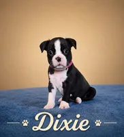 Dixie, a female Boston Terrier for sale in Cobleskill, NY – 1 of 4