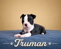 Truman, a male Boston Terrier for sale in Cobleskill, NY – 2 of 3