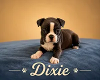 Dixie, a female Boston Terrier for sale in Cobleskill, NY – 3 of 4