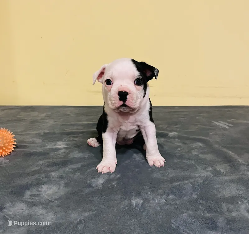 Chai, a female Boston Terrier for sale in Cobleskill, NY – 1 of 4