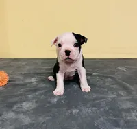 Chai, a female Boston Terrier for sale in Cobleskill, NY – 1 of 4