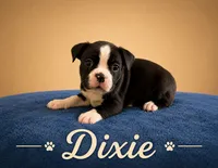 Dixie, a female Boston Terrier for sale in Cobleskill, NY – 2 of 4