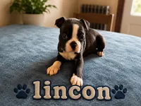 Lincon, a male Boston Terrier for sale in Cobleskill, NY – 2 of 3