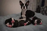 Truman, a male Boston Terrier for sale in Cobleskill, NY – 3 of 3